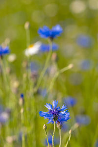 Close-up of purple flowering plant on field