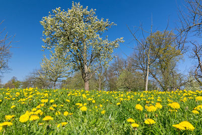 Yellow flowering plants on field against sky