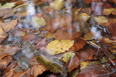 Full frame shot of leaves