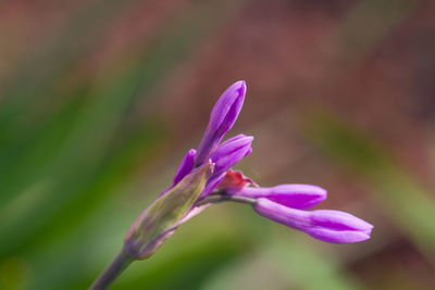 Close-up of pink flowering plant