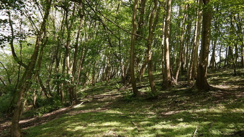 Trees growing in forest