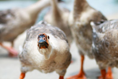 A goose looking at camera