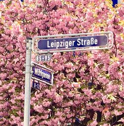 Information sign on cherry tree