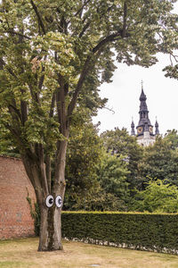 Trees in a park