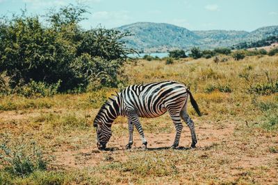 Zebras in a field