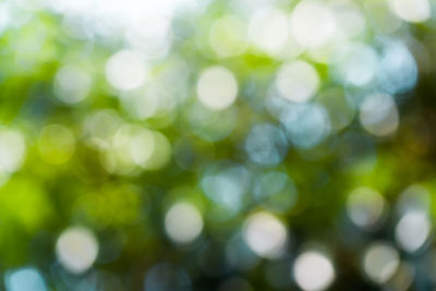 Defocused image of plants on sunny day