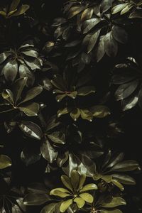 Full frame shot of flowering plant