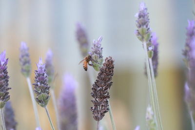 Close-up of insect on purple flowering plant