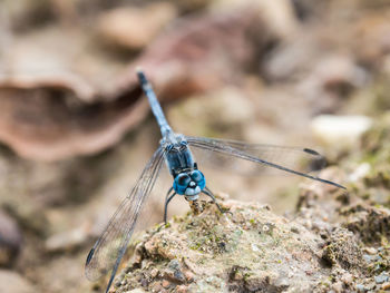 Close-up of damselfly on rock