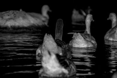 View of ducks swimming in lake
