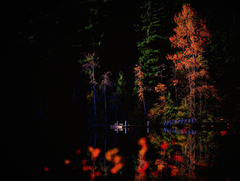View of trees in lake at night