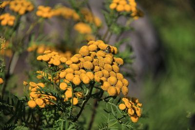 Close-up of yellow flowers against blurred background