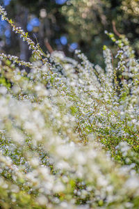 Close-up of white flowering plant