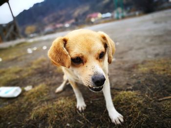 Close-up of a stray dog