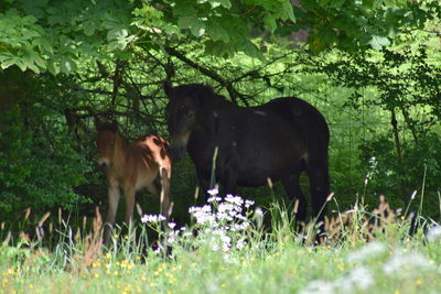 Horse on field