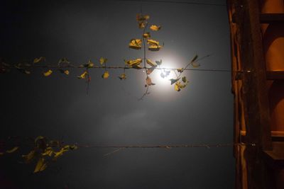 Close-up of illuminated tree against sky at night