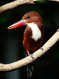 Close-up of bird perching on branch