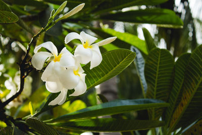 Close-up of white flowering plant