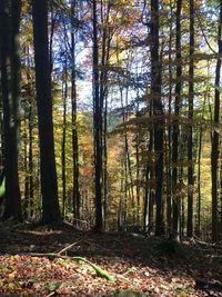 Trees in forest