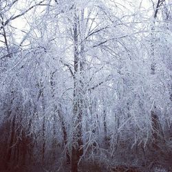 Snow covered trees in forest