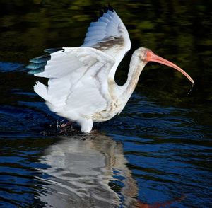 Close-up of swan in lake