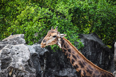 Giraffe and a tree