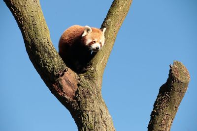 Low angle view of red panda on tree against sky