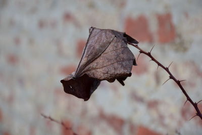 Close-up of dry leaf outdoors