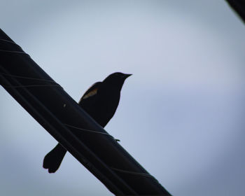 Low angle view of bird perching on metal