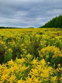 Scenic view of yellow flowering plants on field against sky