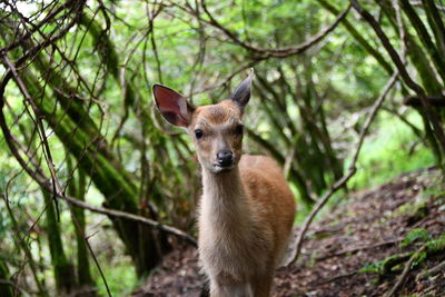 Portrait of deer in forest