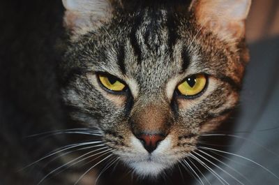 Close-up portrait of cat