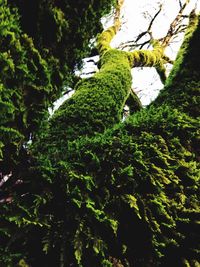 Moss growing on tree against sky