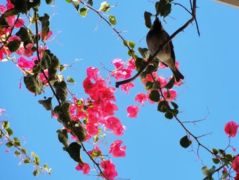 Low angle view of pink flowers on tree against sky