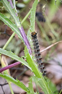 Close-up of insect on plant