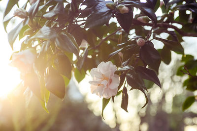Close-up of fresh flowers on tree