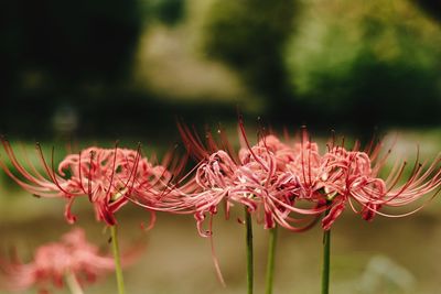 Close-up of pink flower growing outdoors