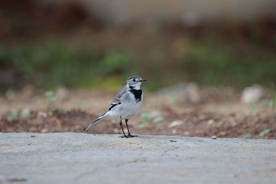 Close-up of bird perching on road