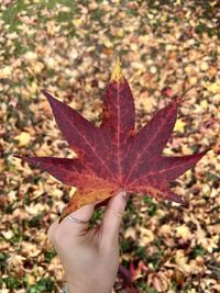 leaf