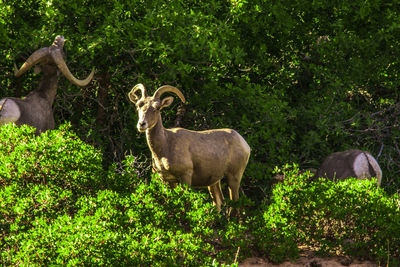 Sheep standing by plants