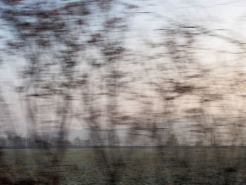 Blurred motion of trees