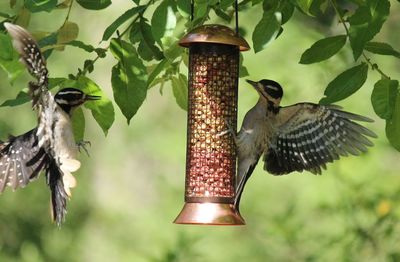 Close-up of woodpeckers by feeder