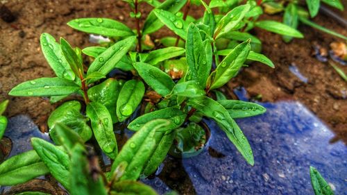 High angle view of plant