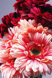 Close-up of pink dahlia flowers