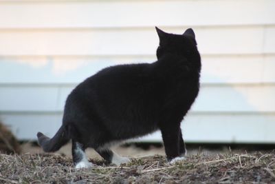 Black cat looking away