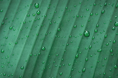 Water drops on banana leaf background