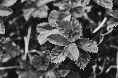 Close-up of frost plant leaves