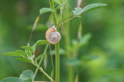 Close-up of snail on plant