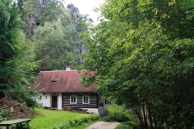 House amidst trees and plants in forest