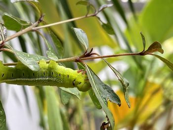 Close-up of caterpillar on plant